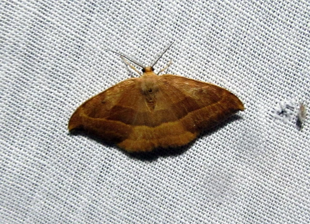 Watsonalla cultraria - bükkfa-sarlósszövő