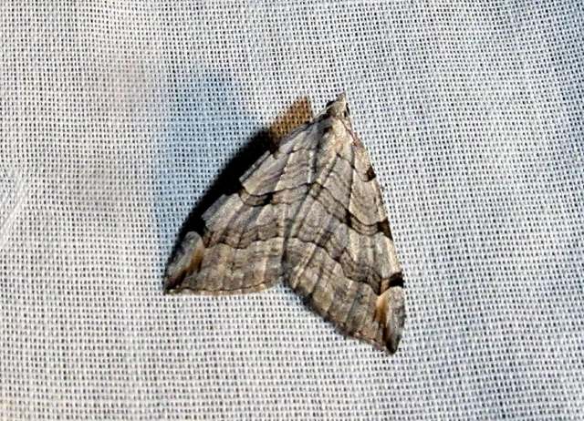 Aplocera efformata/plagiata