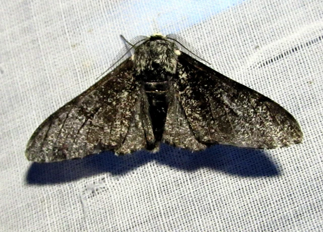 Biston betularia - szürkepettyes araszoló