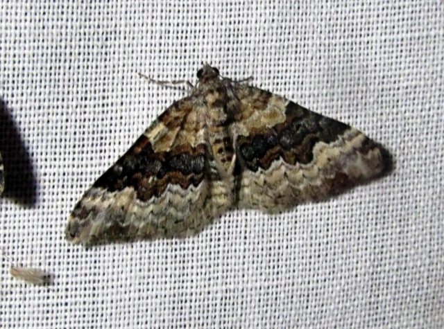 Epirrhoe galiata - sávos galajaraszoló