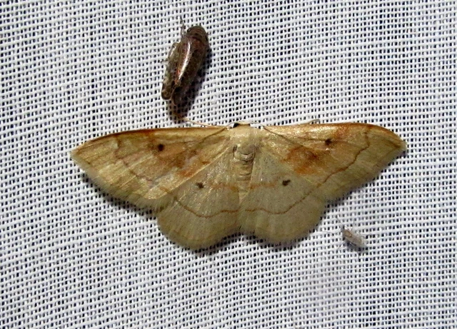 Idaea rubraria - vörössávos araszoló