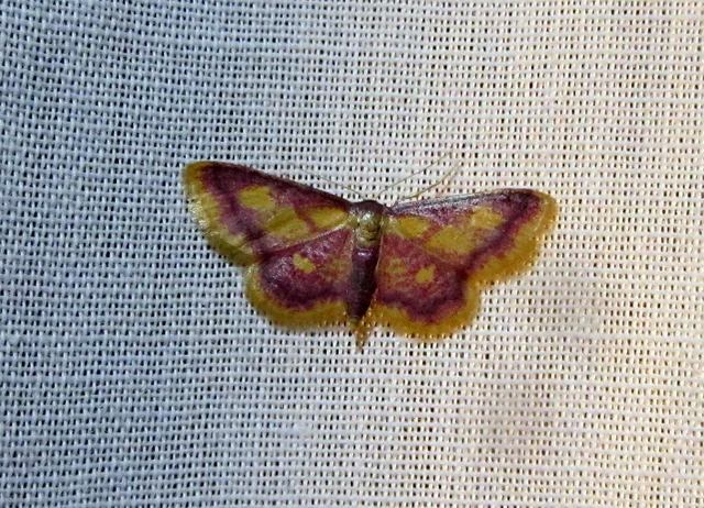 Idaea muricata - mocsári pirosaraszoló