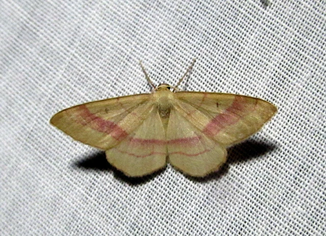 Rhodostrophia vibicaria - pirosszélű araszoló