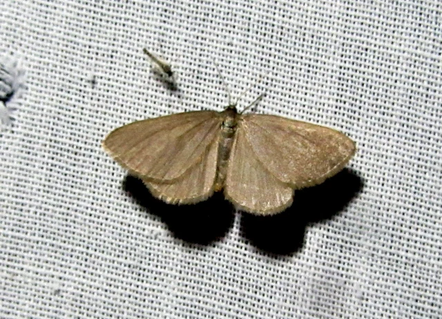 Minoa murinata - kutyatej-araszoló