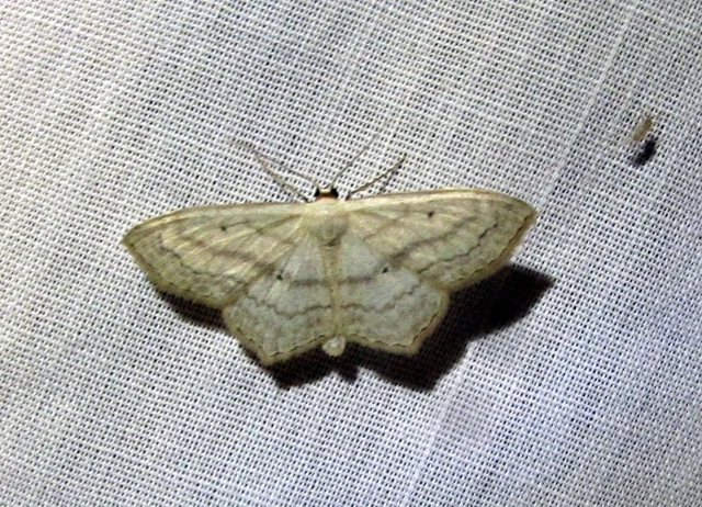 Scopula nigropunctata - feketepettyes araszoló