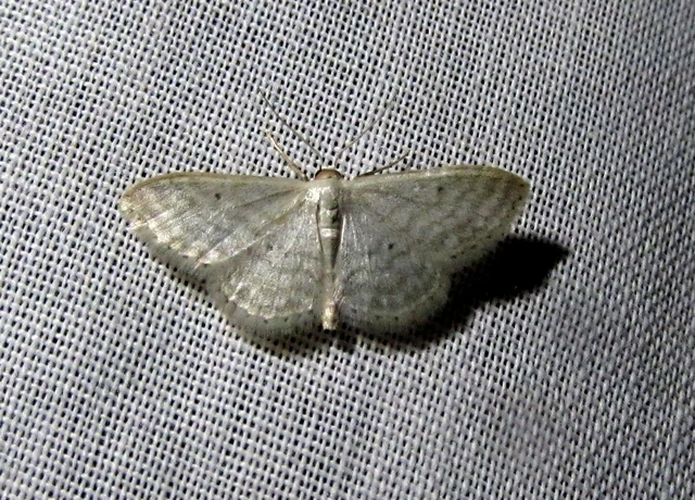 Scopula immutata - réti fehéraraszoló