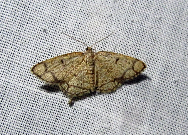 Stegania cararia - gyűrűs nyáraraszoló