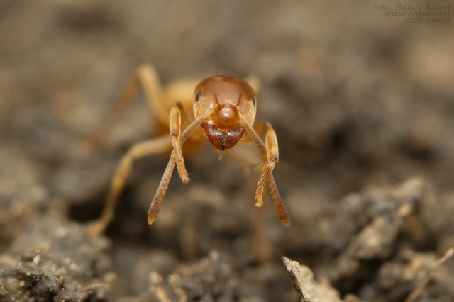 Lasius flavus - gyakori borostyánhangya