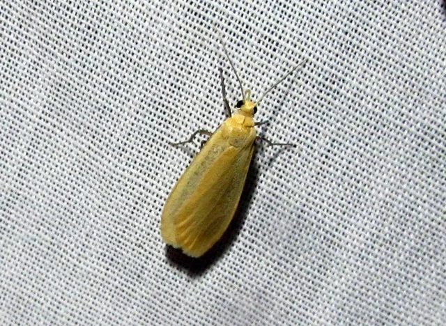 Eilema sororcula - sárga zuzmószövő