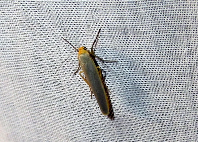 Eilema complana - közönséges zuzmószövő