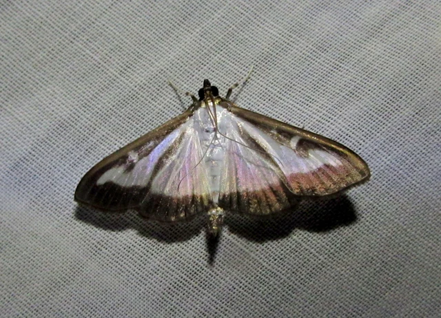 Cydalima perspectalis - puszpáng-tűzmoly