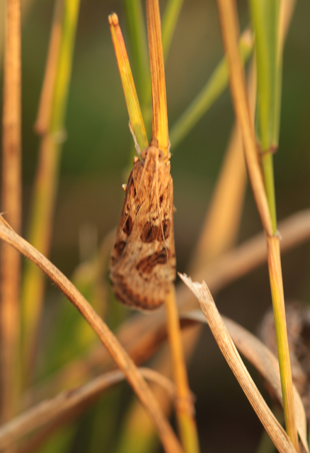 Nomophila noctuella - közönséges vándormoly