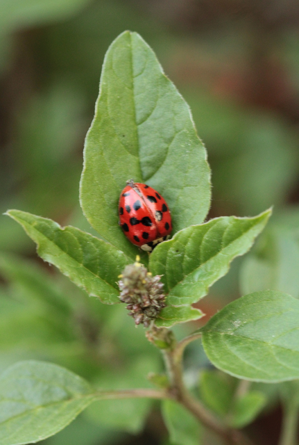 Harmonia axyridis - harlekinkatica