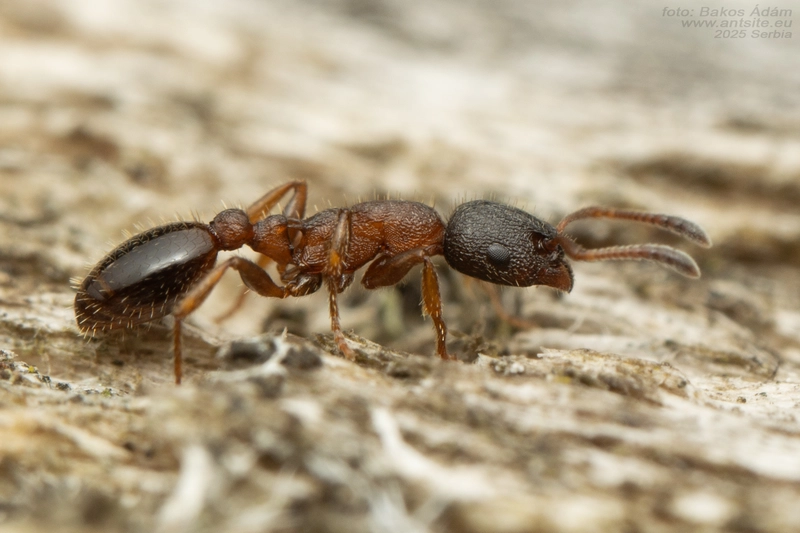 Leptothorax acervorum - berkihangya