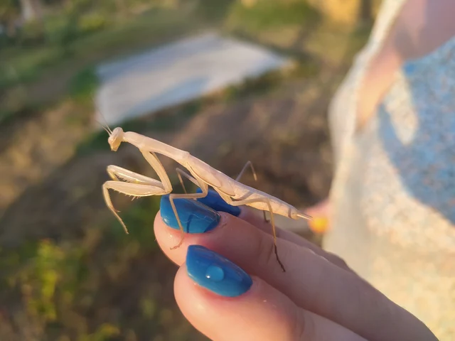 Mantis religiosa - imádkozósáska