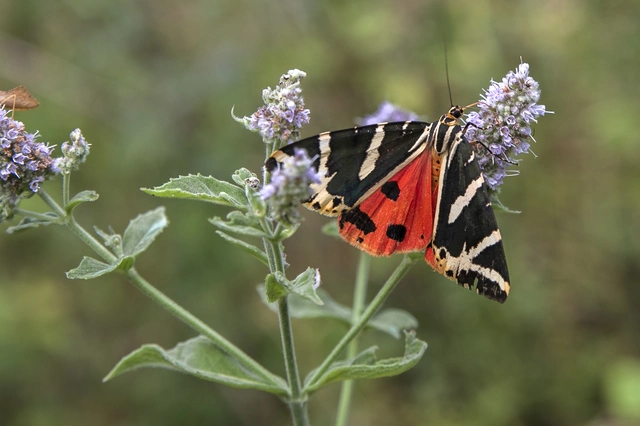 Euplagia quadripunctaria - csíkos medvelepke