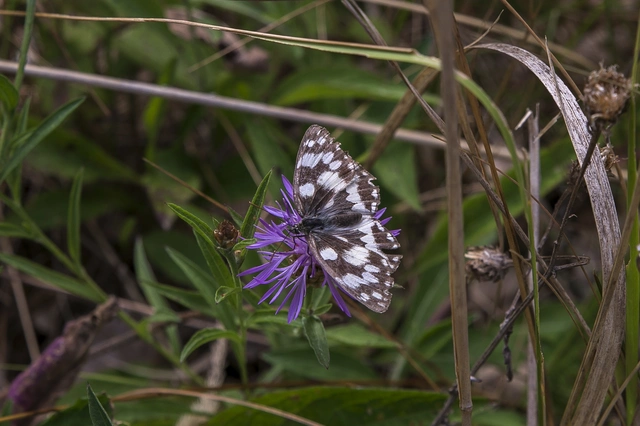 Melanargia galathea - sakktáblalepke