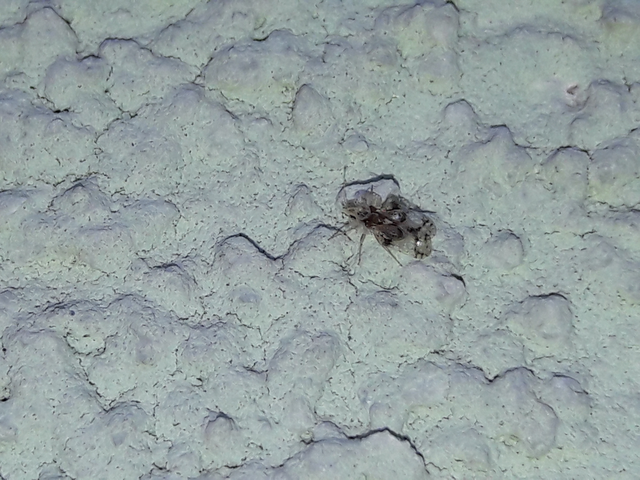 Corythucha arcuata - tölgy-csipkéspoloska