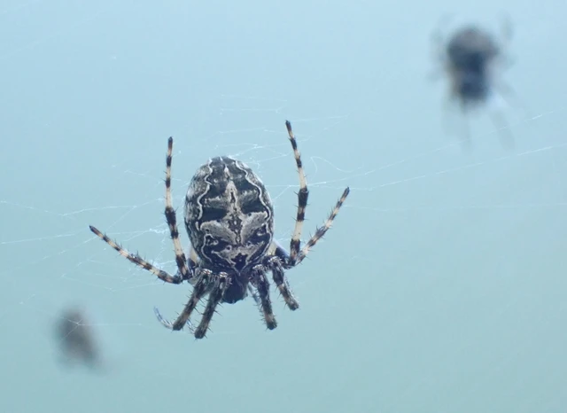 Larinioides sclopetarius - hídi keresztespók