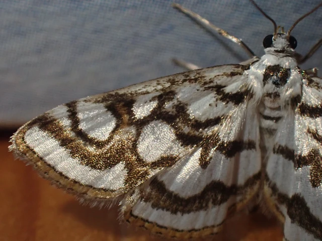 Nymphula nitidulata - díszes vízimoly