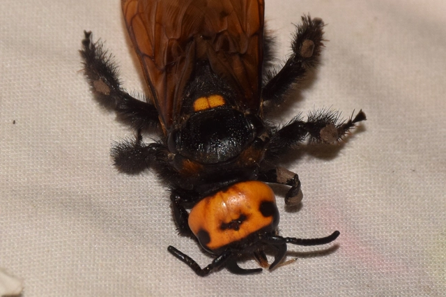 Megascolia maculata - óriás-tőrösdarázs