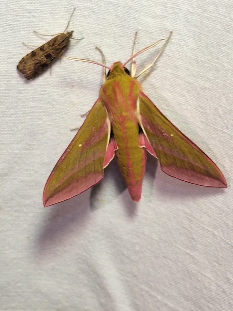 Deilephila elpenor - szőlőszender