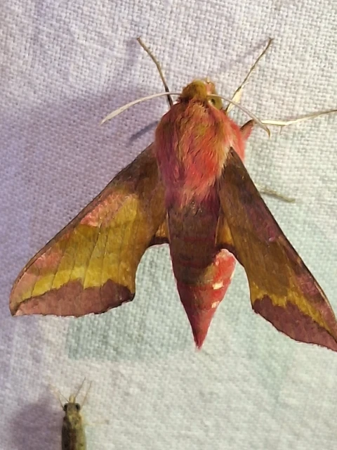 Deilephila porcellus - piros szender