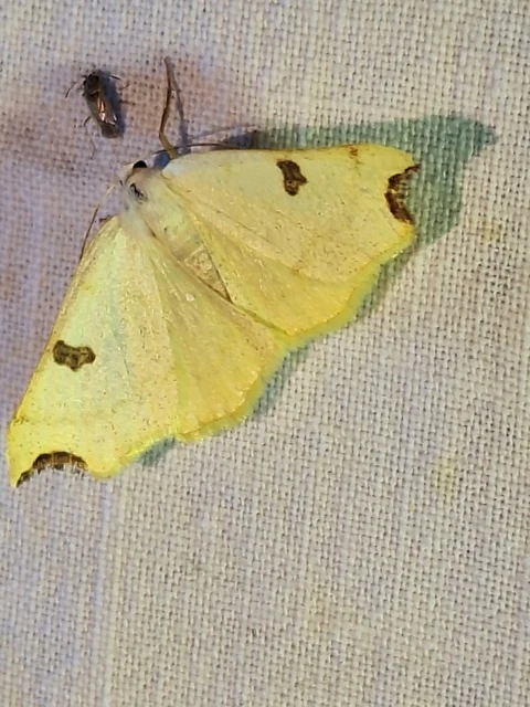 Opisthograptis luteolata - citromsárga araszoló