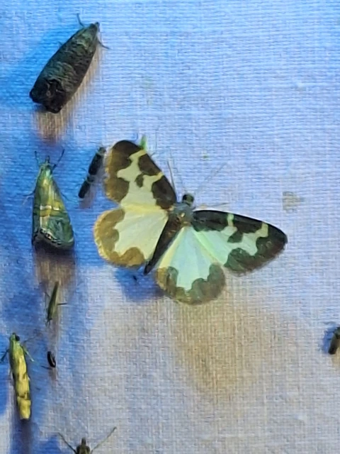 Lomaspilis marginata - szegélyes nyárfaaraszoló