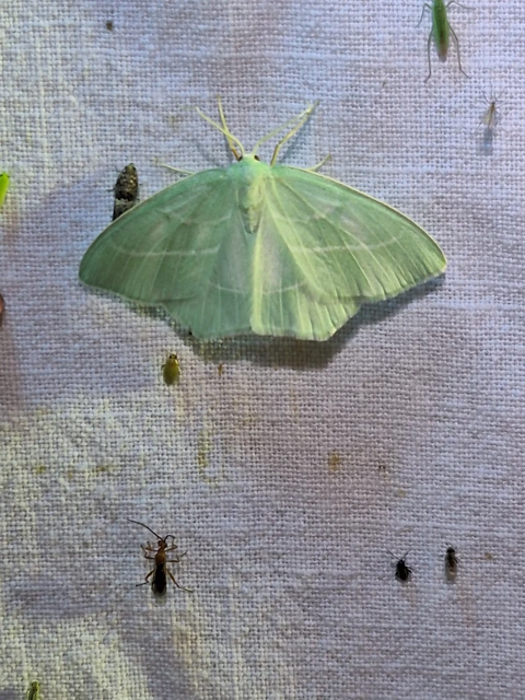 Hemistola chrysoprasaria - kékes zöldaraszoló