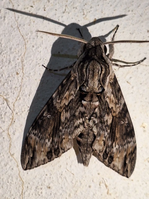 Agrius convolvuli - szulákszender