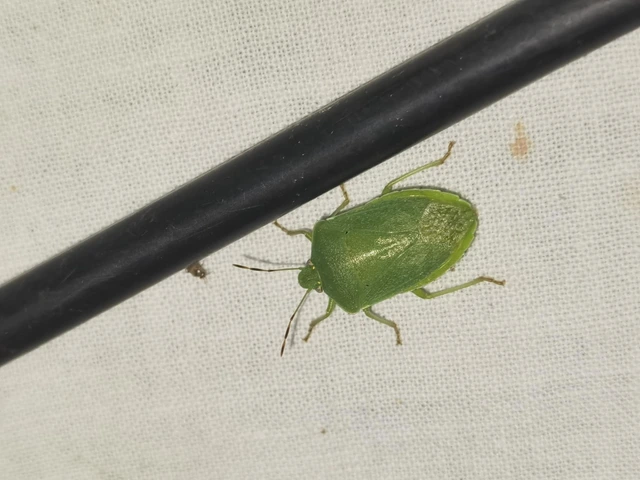 Nezara viridula - zöld vándorpoloska