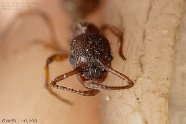 Myrmica sabuleti - gyakori bütyköshangya