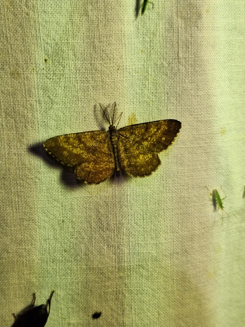 Ematurga atomaria - barna rétiaraszoló