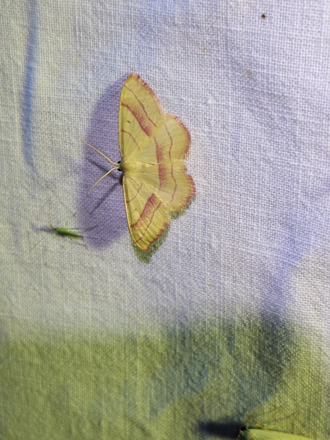 Rhodostrophia vibicaria - pirosszélű araszoló