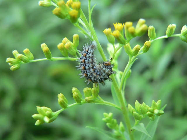 Melitaea didyma - tüzes tarkalepke