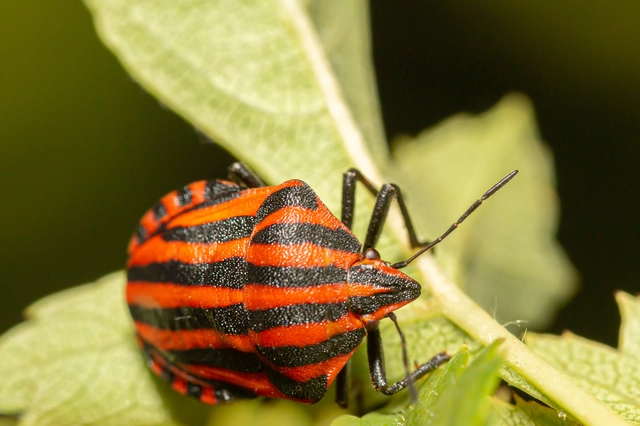 Graphosoma italicum - csíkos pajzsospoloska