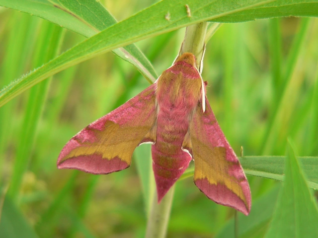 Deilephila porcellus - piros szender