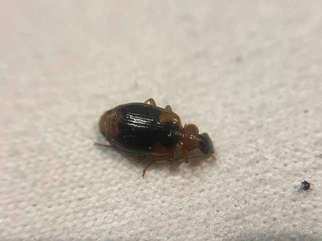 Lebia humeralis - vállfoltos cserjefutó