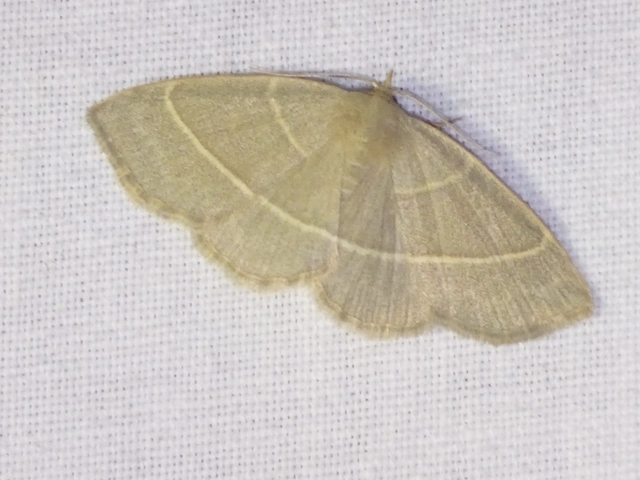 Trisateles emortualis - sárgacsíkos karcsúbagoly