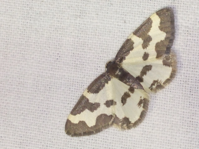 Lomaspilis marginata - szegélyes nyárfaaraszoló