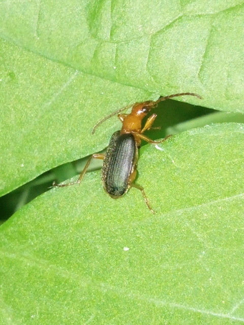 Brachinus