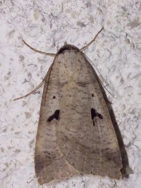Lygephila pastinum - közönséges csüdfűbagoly
