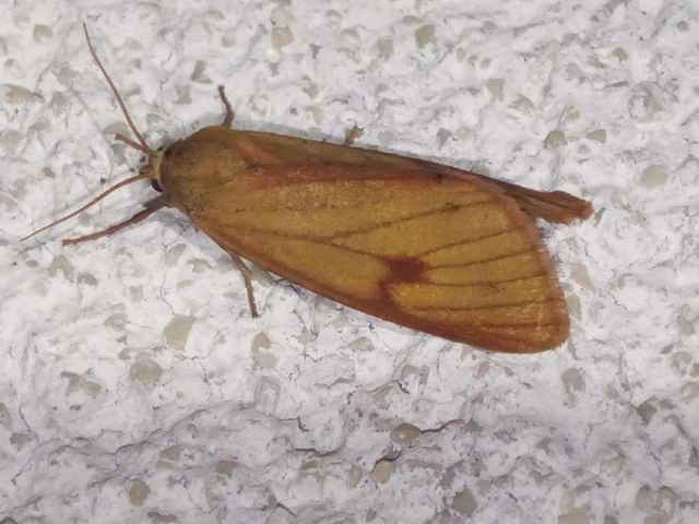 Diacrisia sannio - vörösszélű medvelepke