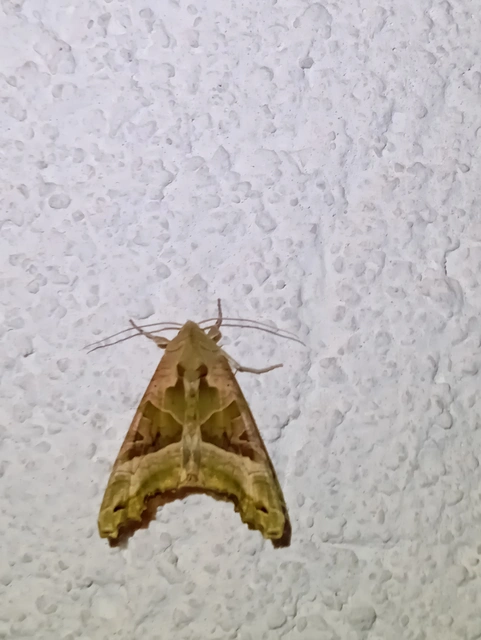 Phlogophora meticulosa - vándorló csipkésbagoly