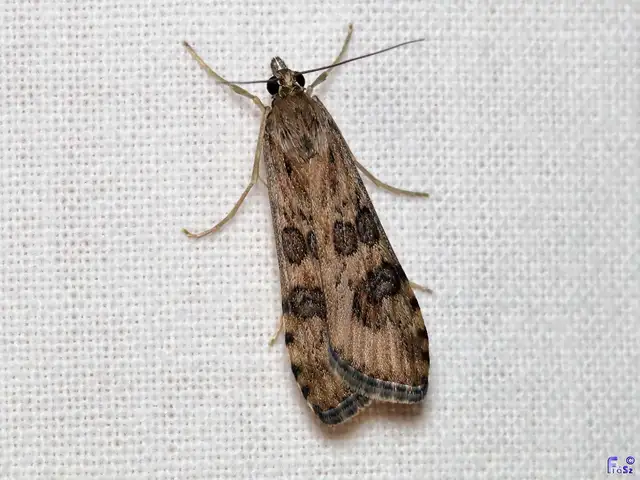 Nomophila noctuella - közönséges vándormoly
