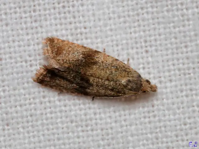 Celypha striana - pitypangfúró tükrösmoly