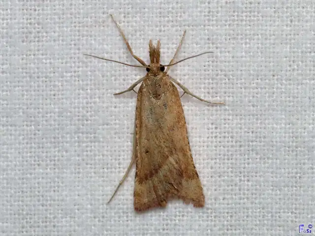 Synaphe punctalis - hosszúlábú fényilonca
