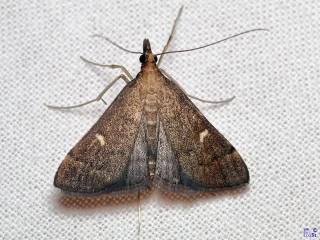 Dolicharthria punctalis - hosszúlábú tűzmoly
