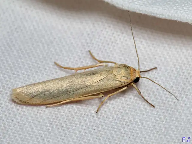 Eilema complana - közönséges zuzmószövő
